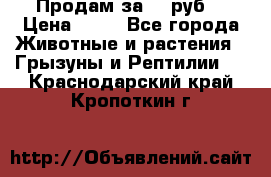 Продам за 50 руб. › Цена ­ 50 - Все города Животные и растения » Грызуны и Рептилии   . Краснодарский край,Кропоткин г.